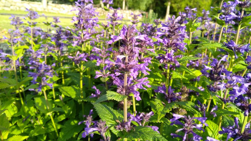 Nepeta kubanica 'Neptune'